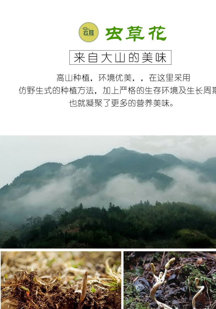 【云耳】17年新貨蟲草實體云南蟲草花干貨蟲草大米草120g包郵示例圖3