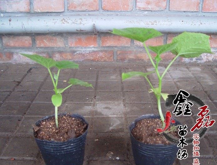 厂家直销 黑色塑料营养钵 育苗袋 营养杯  种植盆 花盆示例图5