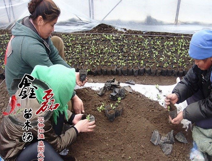 厂家直销 黑色塑料营养钵 育苗袋 营养杯  种植盆 花盆示例图7