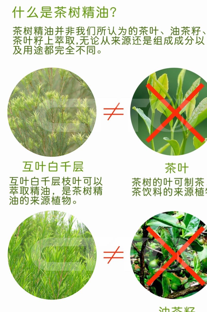 供应澳洲茶树精油 互叶白千层示例图1