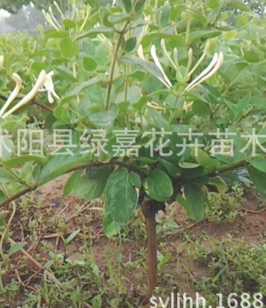 供應(yīng)藤本植物金銀花苗金銀花樹苗樹形金銀花苗木 2-10年苗規(guī)格全示例圖2