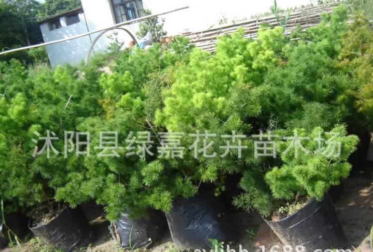 盆景八仙蓬萊松 客廳辦公室花卉植物盆栽蓬萊松 水松 長(zhǎng)壽繡球松示例圖4