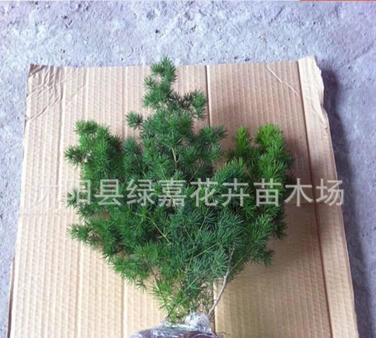 盆景八仙蓬萊松 客廳辦公室花卉植物盆栽蓬萊松 水松 長(zhǎng)壽繡球松示例圖5