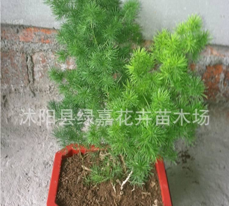 盆景八仙蓬萊松 客廳辦公室花卉植物盆栽蓬萊松 水松 長(zhǎng)壽繡球松示例圖6