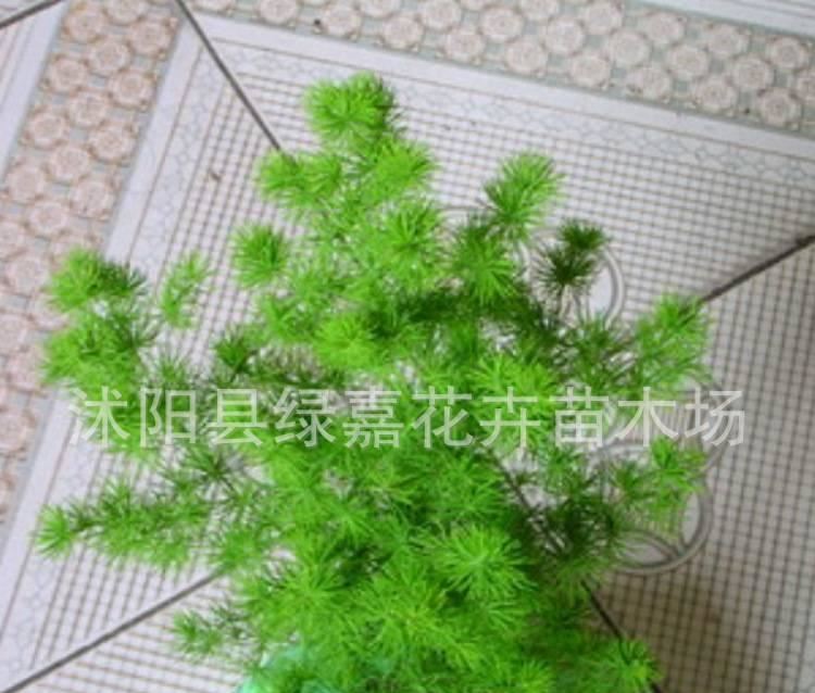 盆景八仙蓬萊松 客廳辦公室花卉植物盆栽蓬萊松 水松 長(zhǎng)壽繡球松示例圖7