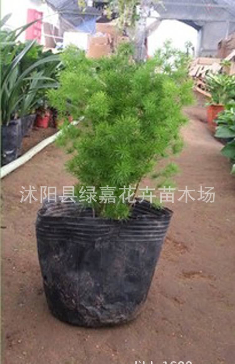 盆景八仙蓬萊松 客廳辦公室花卉植物盆栽蓬萊松 水松 長(zhǎng)壽繡球松示例圖8