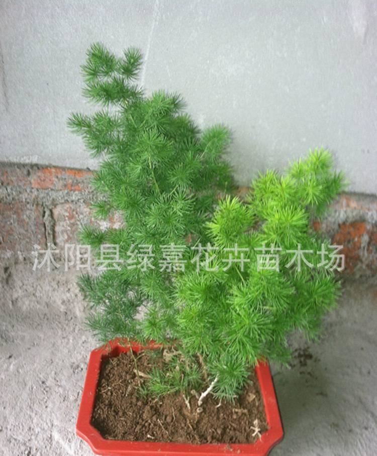 盆景八仙蓬萊松 客廳辦公室花卉植物盆栽蓬萊松 水松 長(zhǎng)壽繡球松示例圖9