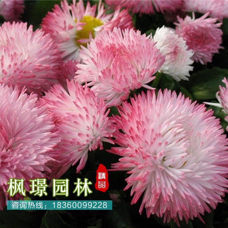 供應(yīng)多種草花種子 大型花海定制 雛菊草花種子批發(fā) 芽率高示例圖1