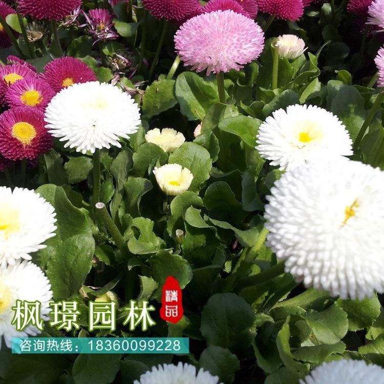 供應(yīng)多種草花種子 大型花海定制 雛菊草花種子批發(fā) 芽率高示例圖3