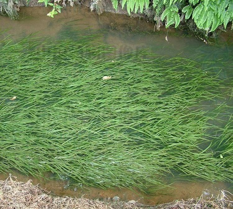 】水生植物 矮生刺苦草 绿化 室内水体绿化 面条 龙须 扁担