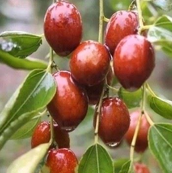 酸枣偏甜小枣子,又名马牙枣, 枣粥枣 泡茶 5斤拿样包邮