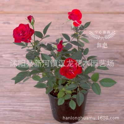 玫瑰花苗盆栽 帶盆 帶花發(fā)貨 多色可選示例圖2