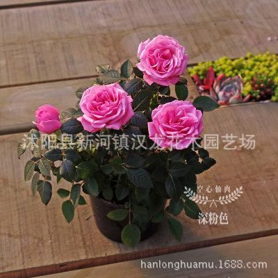 玫瑰花苗盆栽 帶盆 帶花發(fā)貨 多色可選示例圖4