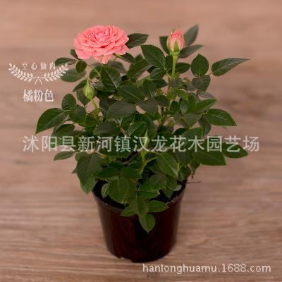 玫瑰花苗盆栽 帶盆 帶花發(fā)貨 多色可選示例圖5