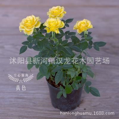 玫瑰花苗盆栽 帶盆 帶花發(fā)貨 多色可選示例圖6