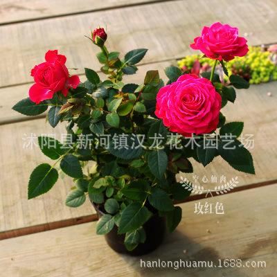 玫瑰花苗盆栽 帶盆 帶花發(fā)貨 多色可選示例圖9