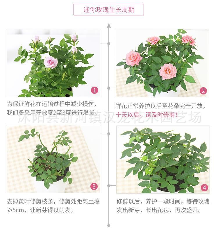 玫瑰花苗盆栽 帶盆 帶花發(fā)貨 多色可選示例圖10