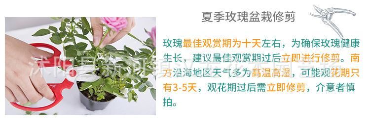 玫瑰花苗盆栽 帶盆 帶花發(fā)貨 多色可選示例圖11