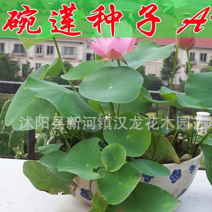 碗蓮種子 特級 95%以上發(fā)芽率 質(zhì)量示例圖1