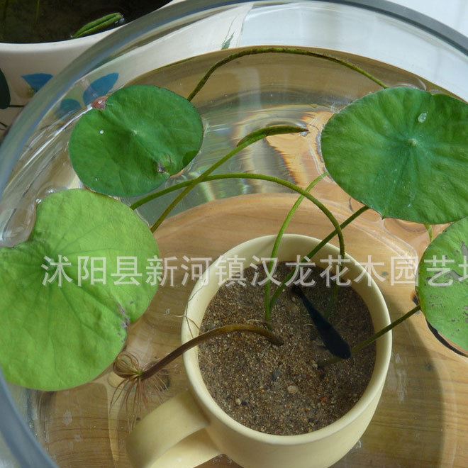 碗蓮種子 特級 95%以上發(fā)芽率 質(zhì)量示例圖3