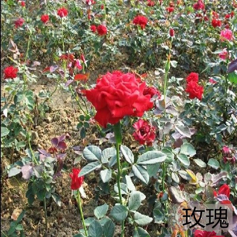 基地供應(yīng)玫瑰花苗 觀賞花卉種苗 切花玫瑰小苗 玫瑰種苗批發(fā)示例圖4