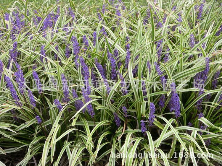 金边麦冬地被植物 园林绿化苗木