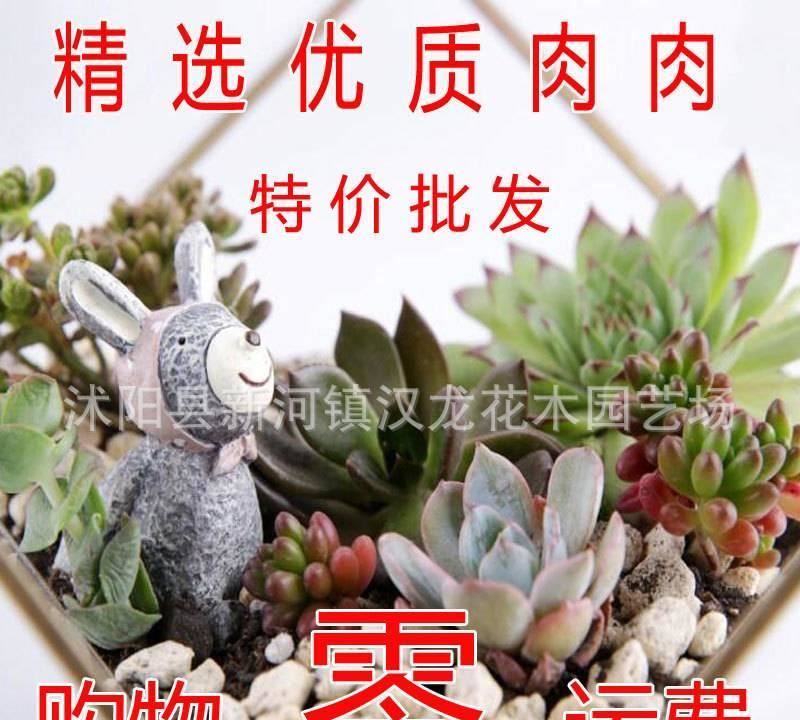 優(yōu)質(zhì)多肉植物 集合 盆栽綠植花卉 批發(fā) 熊童子 生石花 吉娃娃示例圖1