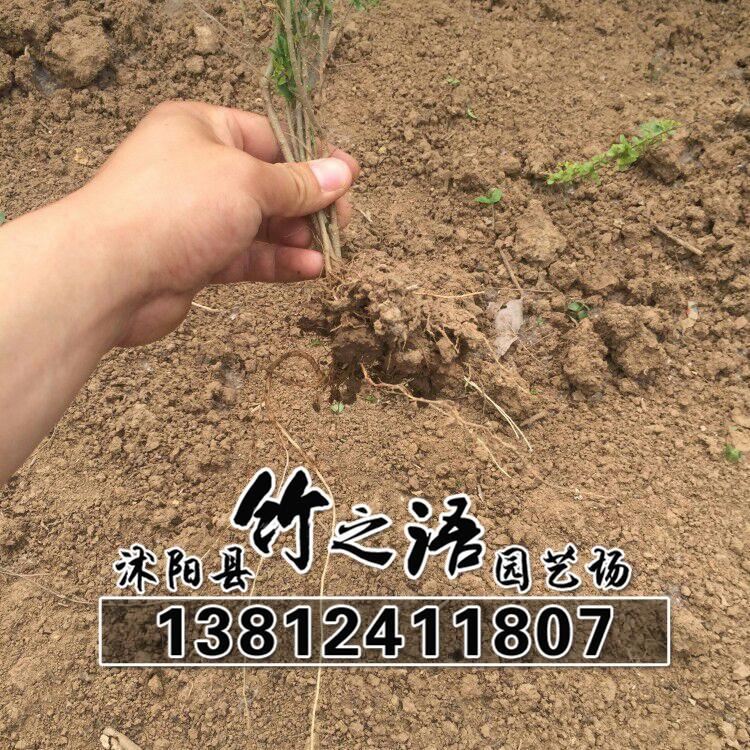 基地直銷銀杏小苗 高20以上 價格公道 自家苗圃出售銀杏樹苗示例圖6