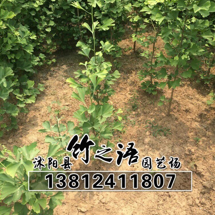 基地直銷銀杏小苗 高20以上 價格公道 自家苗圃出售銀杏樹苗示例圖9