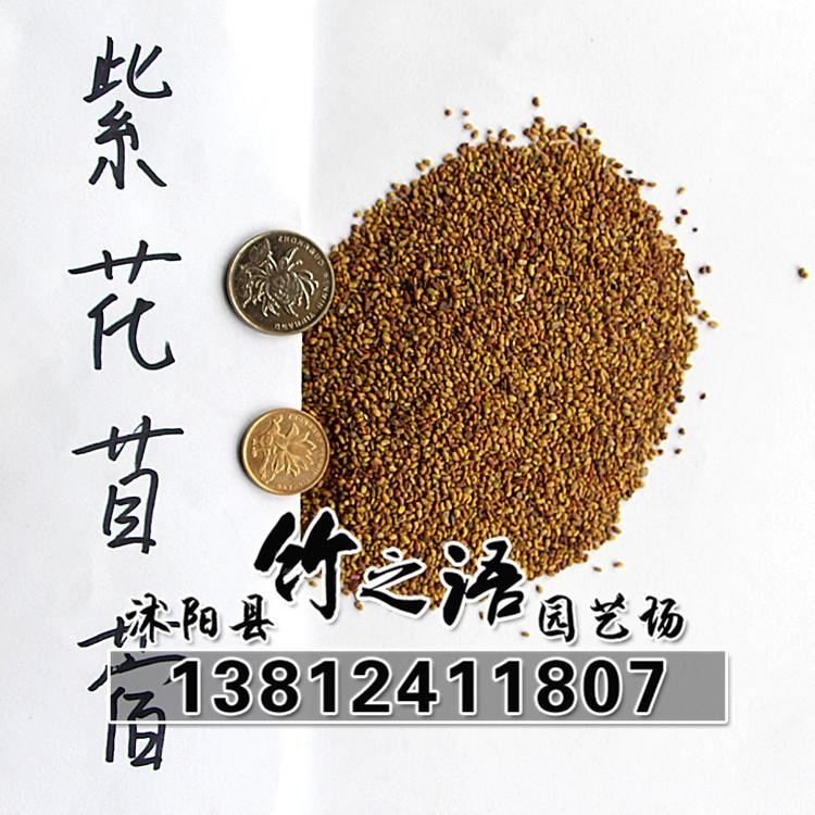 草花種子銷售 品種多 紫花苜蓿草種批發(fā) 量大優(yōu)惠  地被草花種子示例圖5