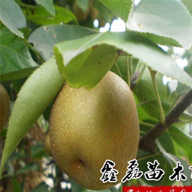 果樹苗南方品種李子果樹苗三華李苗晚熟三華李子果苗當(dāng)?shù)噩F(xiàn)挖示例圖1