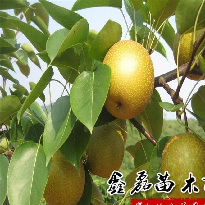 果樹苗南方品種李子果樹苗三華李苗晚熟三華李子果苗當(dāng)?shù)噩F(xiàn)挖示例圖2