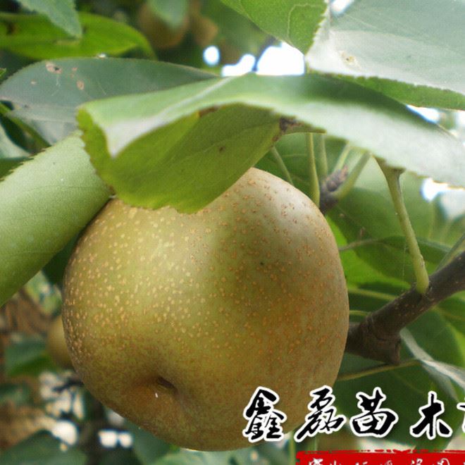 果樹苗南方品種李子果樹苗三華李苗晚熟三華李子果苗當(dāng)?shù)噩F(xiàn)挖示例圖3