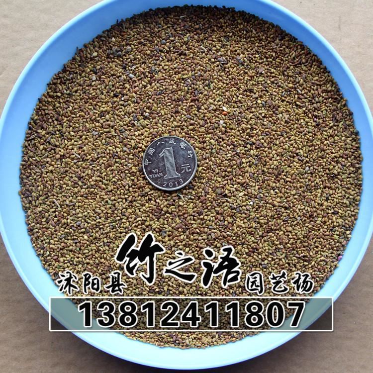 草花種子銷售 品種多 紫花苜蓿草種批發(fā) 量大優(yōu)惠  地被草花種子示例圖19