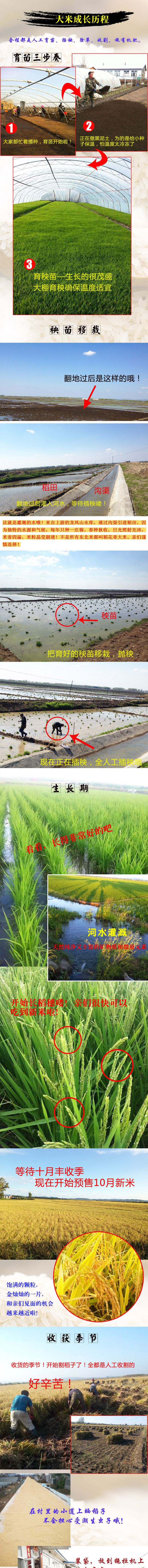 廠家直銷貼牌代理五常稻花香白酒基酒批發原漿酒桶裝糧散裝酒示例圖2