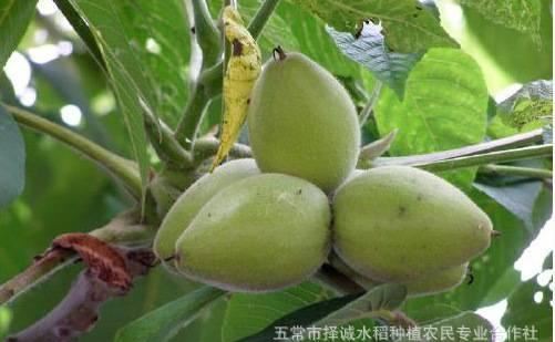 2016新貨東北秋子野生山核桃 厚皮核桃 秋子核桃一包5斤  5斤包郵示例圖4
