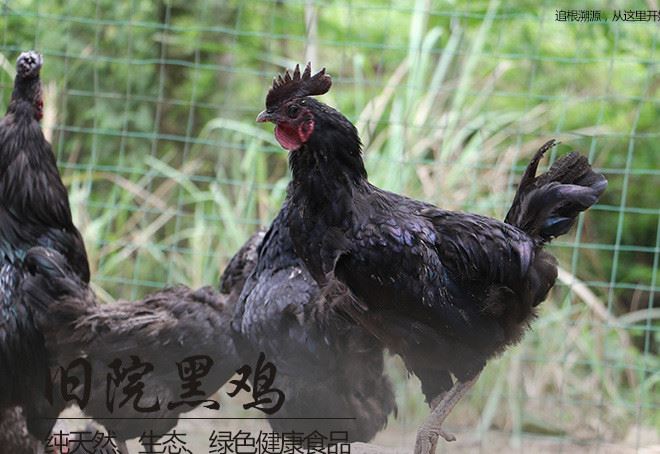 散養 舊院黑雞 營養豐富 散養 綠色無激素 孕婦 產婦滋補雞示例圖1