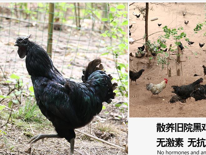 散養 舊院黑雞 營養豐富 散養 綠色無激素 孕婦 產婦滋補雞示例圖2