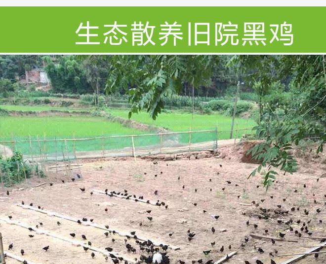 散養 舊院黑雞 營養豐富 散養 綠色無激素 孕婦 產婦滋補雞示例圖4