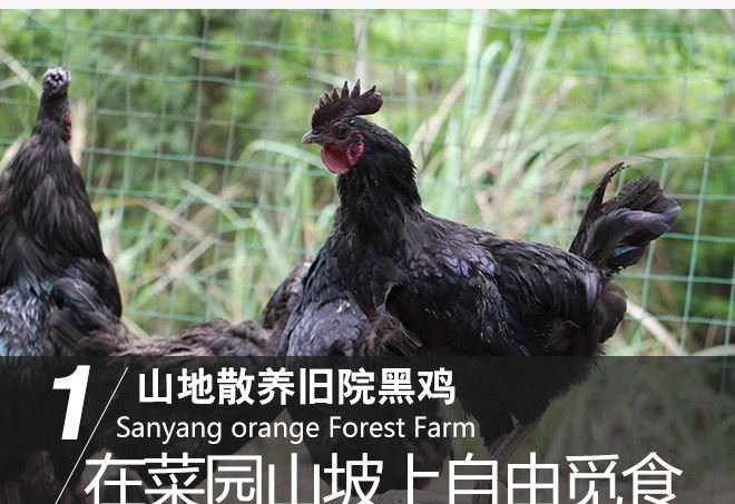 散養 舊院黑雞 營養豐富 散養 綠色無激素 孕婦 產婦滋補雞示例圖5