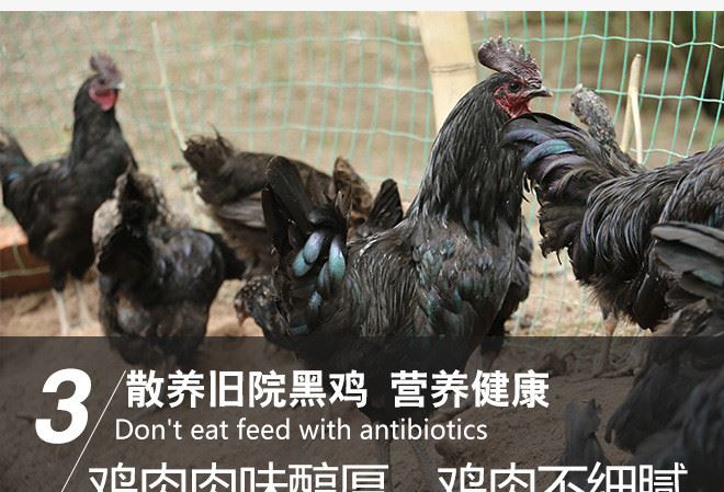 散養 舊院黑雞 營養豐富 散養 綠色無激素 孕婦 產婦滋補雞示例圖8