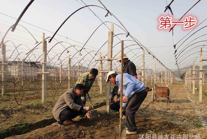 基地當年結(jié)果大葡萄苗巨峰 夏黑 美人指 美國紅提 金手指葡萄樹苗示例圖8