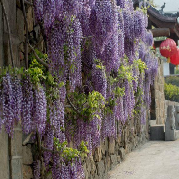 直銷工程紫藤樹 攀援花卉 爬藤紫藤植物 綠化工程紫藤樹木示例圖8