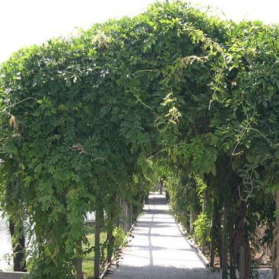 直銷工程紫藤樹 攀援花卉 爬藤紫藤植物 綠化工程紫藤樹木示例圖10