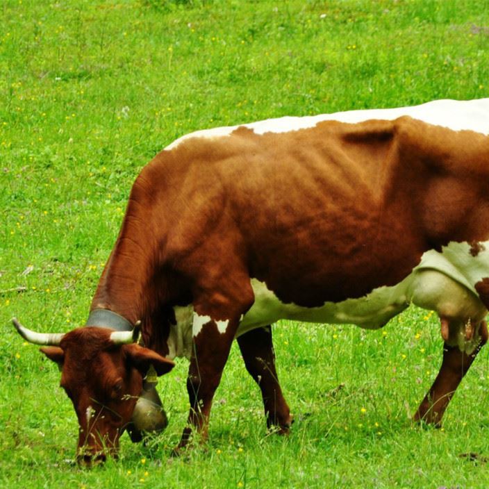 生态散养牛 新疆大草原牛 肉质新鲜 口感紧实 味道鲜美 草原牛