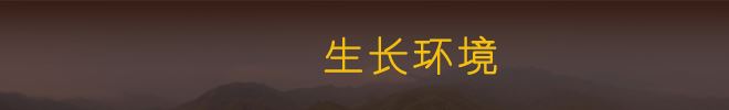 三年有機鐵皮石斛 中藥材滋補仿野生云南 石斛 楓斗 膠質(zhì)濃稠示例圖8