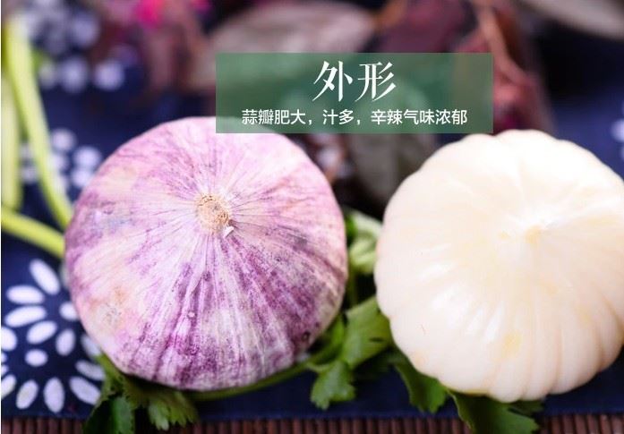 2016農(nóng)家自種紫皮大蒜獨(dú)頭蒜新鮮農(nóng)家有機(jī)蔬菜大蒜頭一公斤起批發(fā)示例圖4