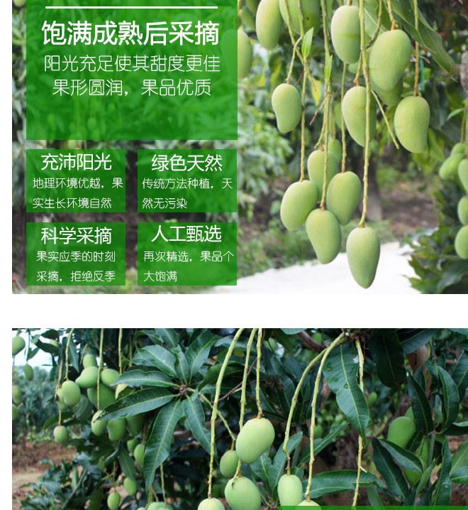 芒果新鲜水果小台农芒果新鲜现摘果园直供小香芒多省包邮一件代发示例图7