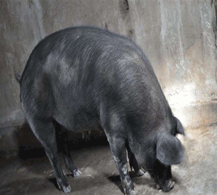 進(jìn)口豬肉五花肉豬板油豬排豬尾巴冷凍豬腦豬大腸大排松板肉示例圖4