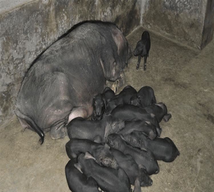 進(jìn)口豬肉五花肉豬板油豬排豬尾巴冷凍豬腦豬大腸大排松板肉示例圖6